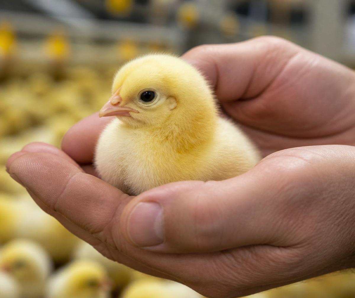 Baby chick gently held in hands at Shelmon Farms hatchery